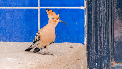 Eurasian hoopoe or Common hoopoe (Upupa epops) bird close-up on the ground