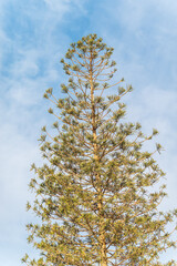 Needles of evergreen tree Araucaria araucana,commonly called the Monkey Puzzle Tree, Monkey Tail Tree or Chilean Pine