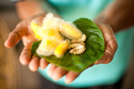 "Close-up of silkworm larvae and their mesmerizing process of silk formation - revealing the silk industry in nature"