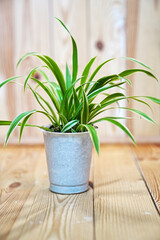 Chlorophytum in a white pot on a wooden background. houseplant.