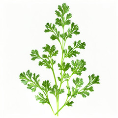Parsley herb on transparent background