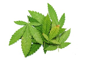 Cannabis leaf has started turning yellow due to the Zinc deficiency