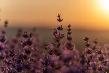 Gardinen Lavender flower background. Violet lavender field sanset close up. Lavender flowers in pastel colors at blur background. Nature background with lavender in the field. © svetograph