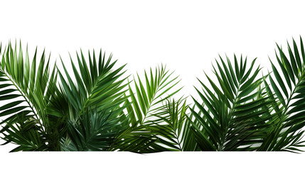 Tropical lush green leaf of palm tree transparent png  - obrazy, fototapety, plakaty