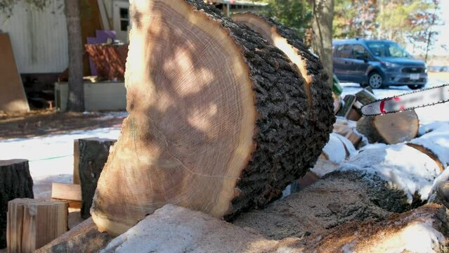 Slow motion of large oak log being sliced or cut into smaller round pieces using gas powered chainsaw preparing firewood for winter season.