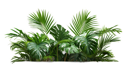 Tropical lush green leaf of palm tree transparent png  - obrazy, fototapety, plakaty