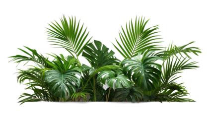 Tropical lush green leaf of palm tree transparent png 