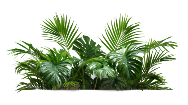 Tropical lush green leaf of palm tree transparent png 