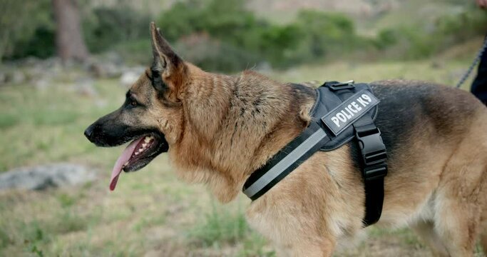 Dog, police officer and man on field, outdoor and training for search, rescue and services with scent tracking. German shepherd, animal and government agent on grass for safety, security and learning