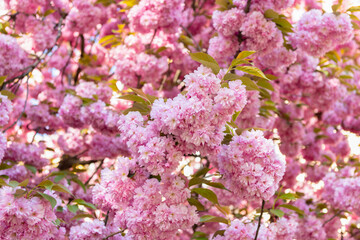 pink sakura flower on blooming spring tree. cherry blossom