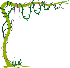 Liana or jungle plant, Tropical hanging vine. - 762941270