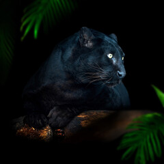 Close up portrait adult black leopard in jungle - 762942440