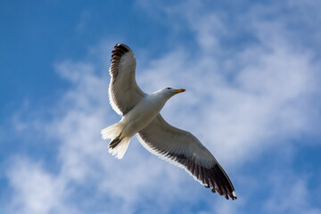 Gaviota Dominicana (Larus dominicanus) en pleno vuelo
