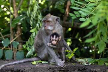 Naklejka na ściany i meble monkey with cute baby, mother and child, animal world