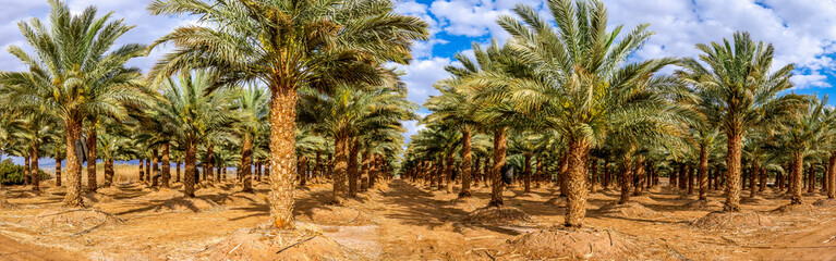 Plantation of date palms for healthy food production. Panorama. Date palm is iconic ancient plant and famous food crop in the Middle East and North Africa, it has been cultivated for 5000 years - 762943895
