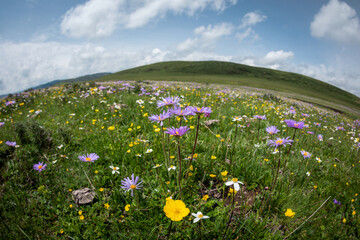 Tatarian Aster flowers blooming in high altitude grassland, China