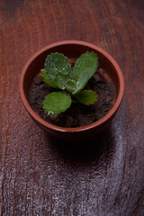 Ecological Planting: Sustainable Green Practices for a Greener Tomorrow