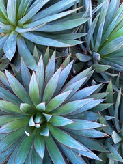 Desert plants