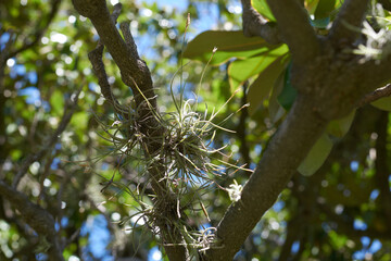 Epiphytic Air Plant: Tillandsia Blossom