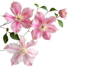 Clematis Flower isolated on transparent background