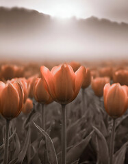 field of Tulip flowers in warm sepia tone morning mist garden
