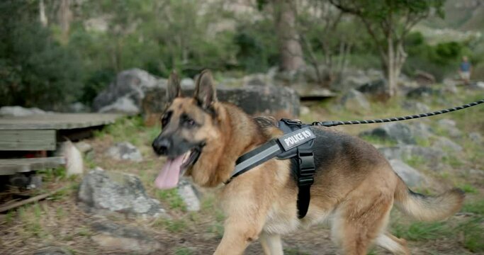 Policeman, dogs or patrol a crime scene in outdoor, first responder or law enforcement for investigation in k9 unit. Emergency response, canine search or rescue as sniffer dog or human scent or drug