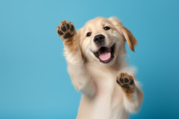 A happy golden retriever puppy is standing on its hind legs