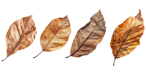 Collection of Natural of Tropical brown dry leaves in autumn season isolated on transparent png background, varies different of plant botanical.
