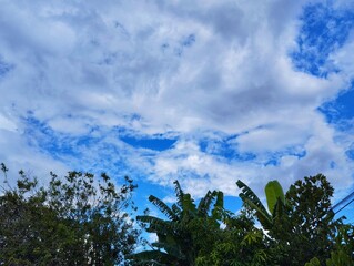 Green nature view of tree with white clouds and blue sky