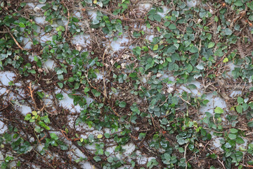 Leaves Tropical forest trees texture background wallpaper