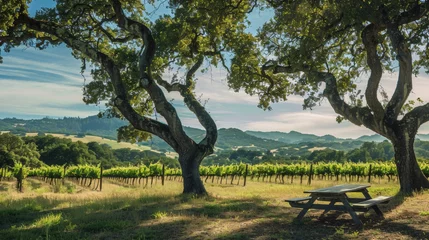 Fototapeten Large oak trees dot the perimeter of the vineyard providing shady spots for picnickers to relax and unwind with a glass of crisp fruity white wine. © Justlight