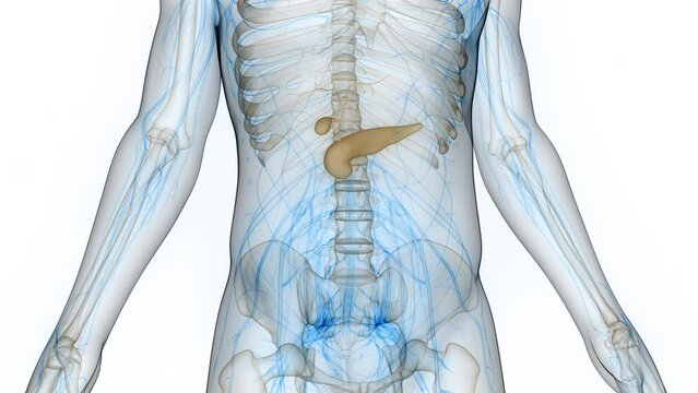Human Internal Organs Pancreas with Gallbladder Anatomy Animation Concept