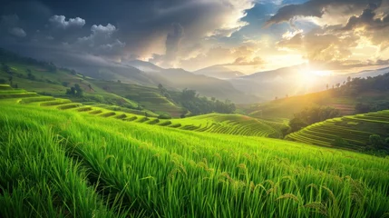 Fotobehang Green Terraced Rice Field © evgenia_lo