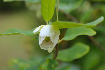 Species of flowering plant, Magnolia Siebold