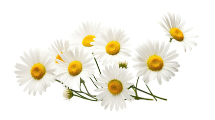 Bunch of Daisies on White Background. On a White or Clear Surface PNG Transparent Background..