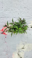 Tapeten ivy on wall © Jam-motion