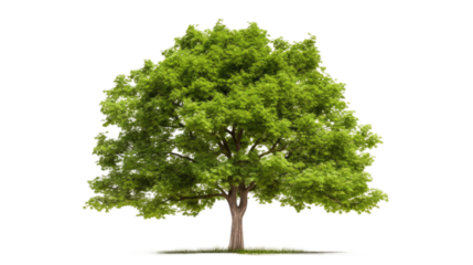 Tree With Green Leaves on White Background. On a White or Clear Surface PNG Transparent Background..