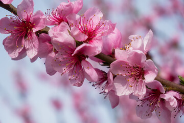 Peach branch blooms in close-up. Delicate pink spring flowers bloomed in the garden. Bright natural romantic background. A pink peach in the sunlight. The concept of spring, awakening. Gardening