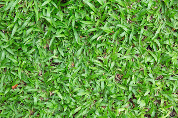 vintage style green fresh. Rain drops on fresh green leaves.Green background with leaves.