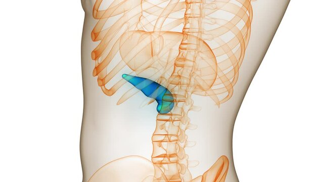 Human Internal Organ Pancreas Anatomy Animation Concept