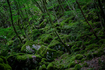 苔の森