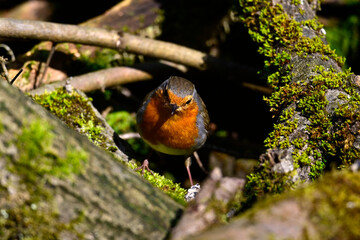 Rotkehlchen // European robin (Erithacus rubecula)