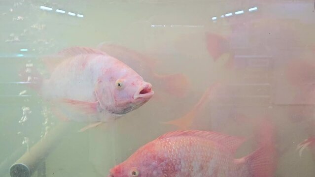 Ruby fish at restaurant. Pla Tabtim, Restaurant fish tank experience it offers seafood restaurants. Fish in fish tank. Ruby fish in fish tank.