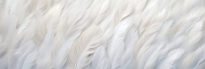 Background Colored Feathers,Banner