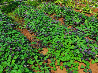 Crop pattern in the farm.