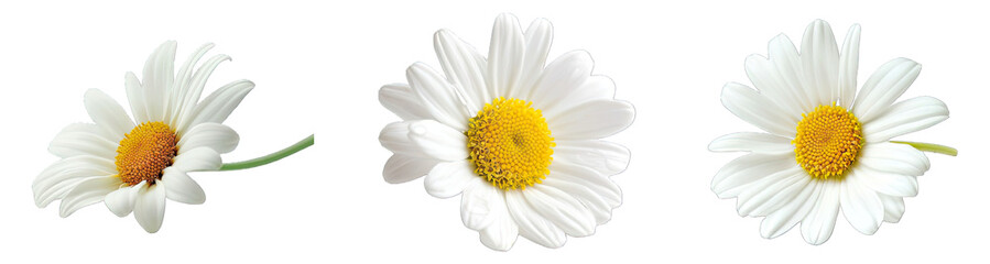 Fototapeta premium Collection of PNG. Daisy flower isolated on a transparent background.