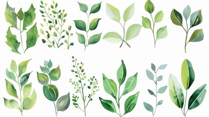 Watercolor green leaves, twigs and branches hand drawn clipart set on transparent background