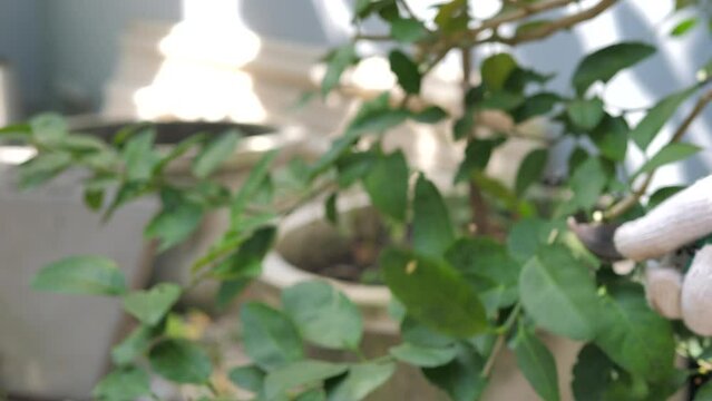 Hand of people use Pruning scissors to cut a tree branch 