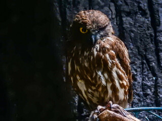 夜に「ホッホウ　ホッホウ」と二度鳴きの耳慣れた声はフクロウではなくアオバズク