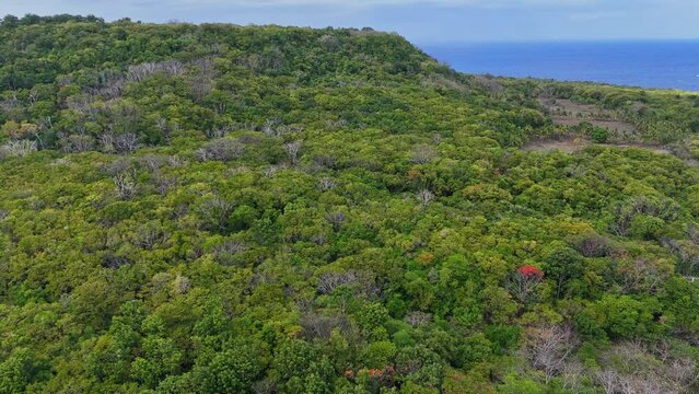 Drone footage of the jungle of Siquijor under the sun in the Philippines